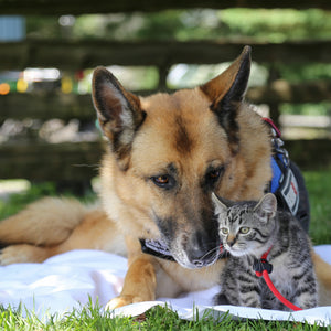 First Aid for Dogs & Cats